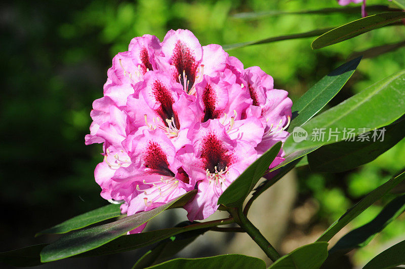 紫色\ trhododendron